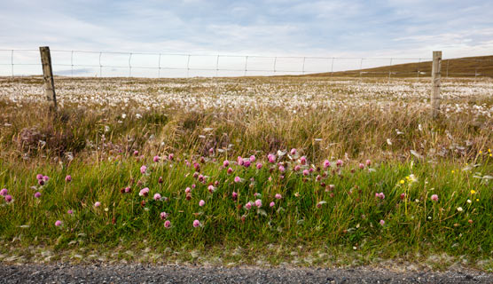 Roadside Flora II