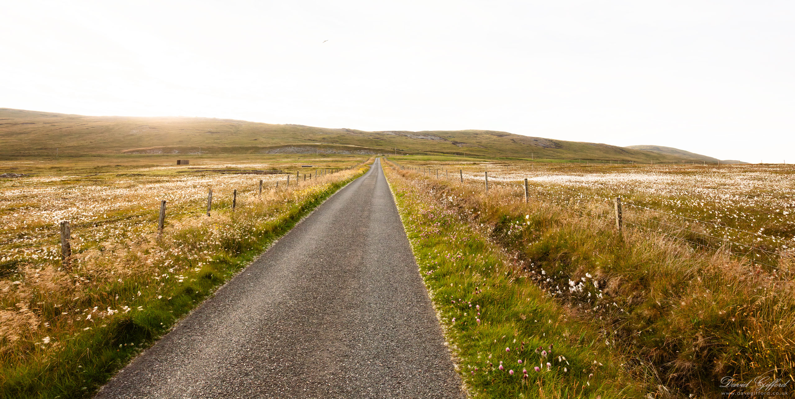 Photo: Roadside Flora