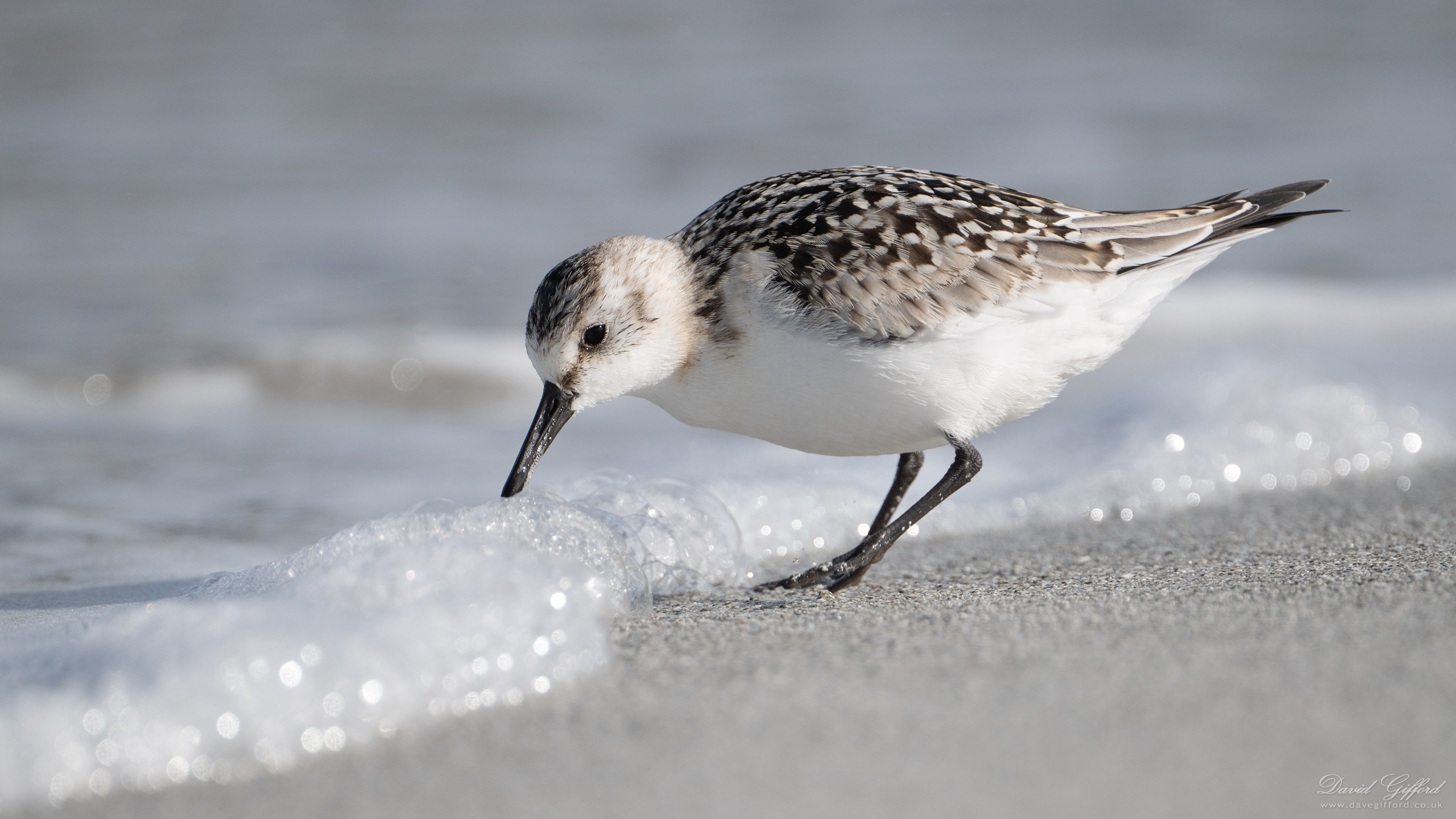 Photo: Sanderling Bubbles