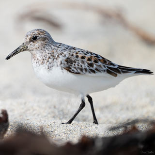 Sanderling Close-up