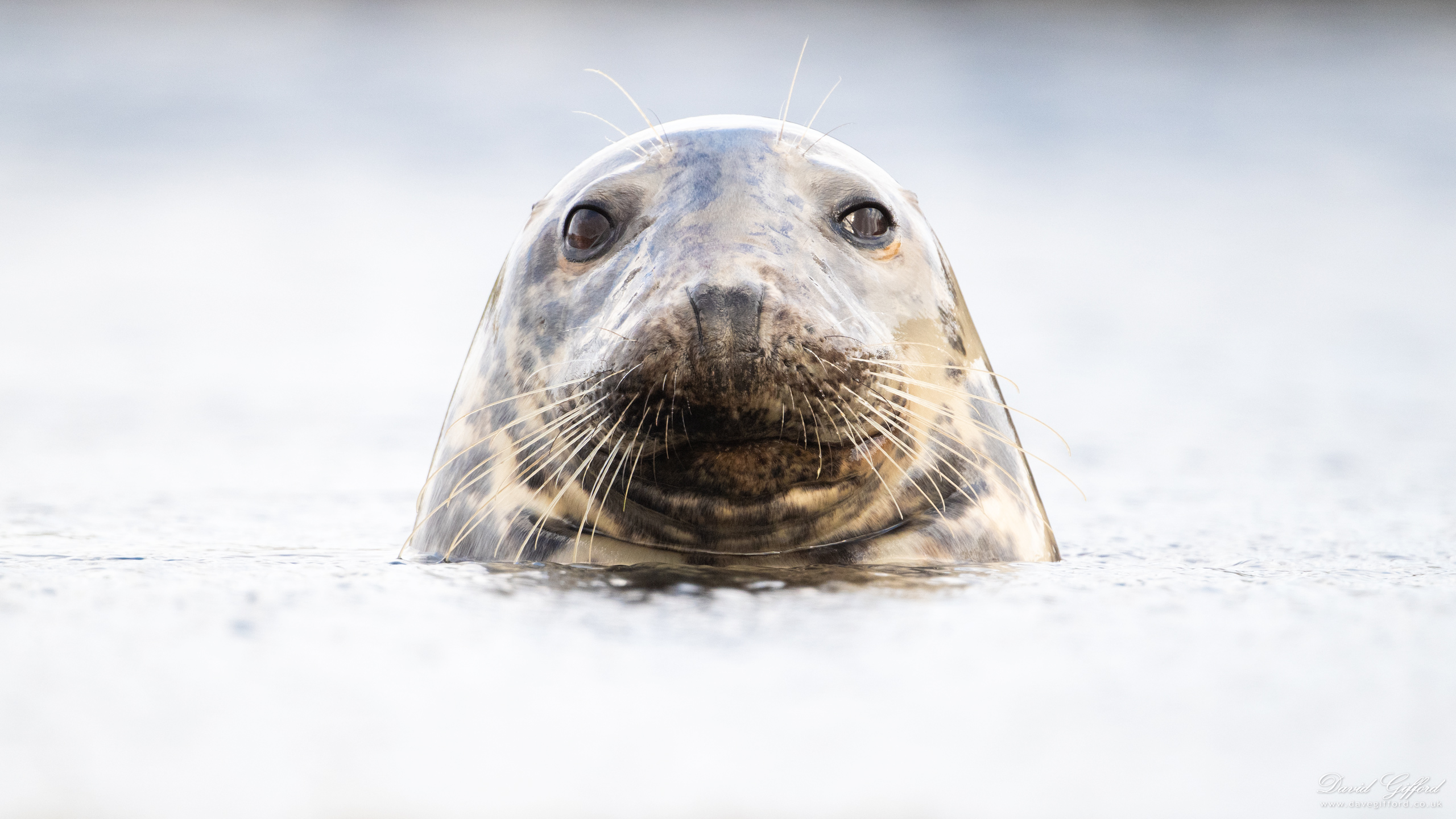 Photo: Seal Close-up
