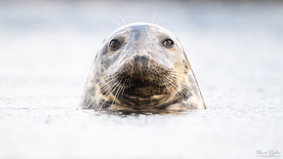 Seal Close-up