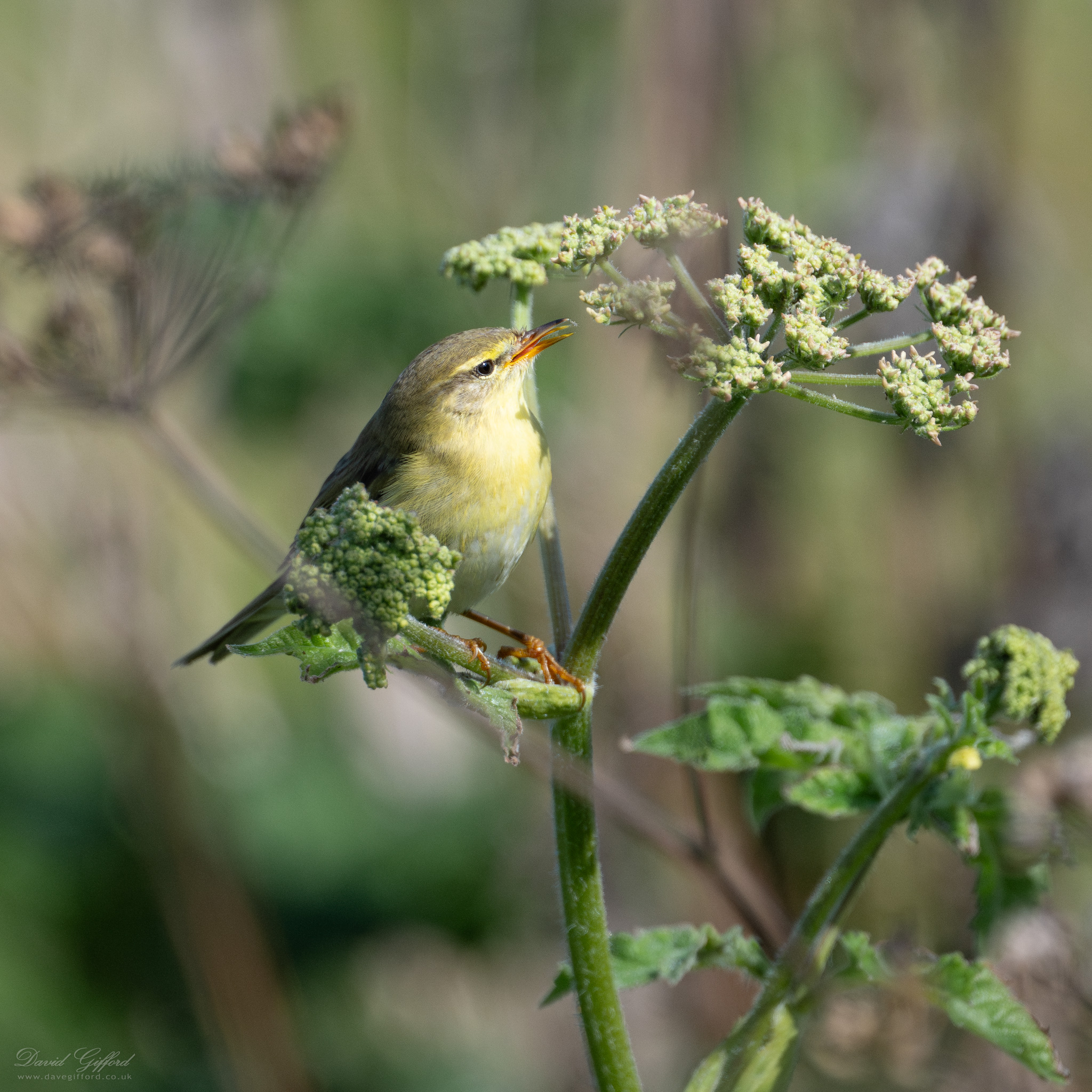 Photo: September Migrant