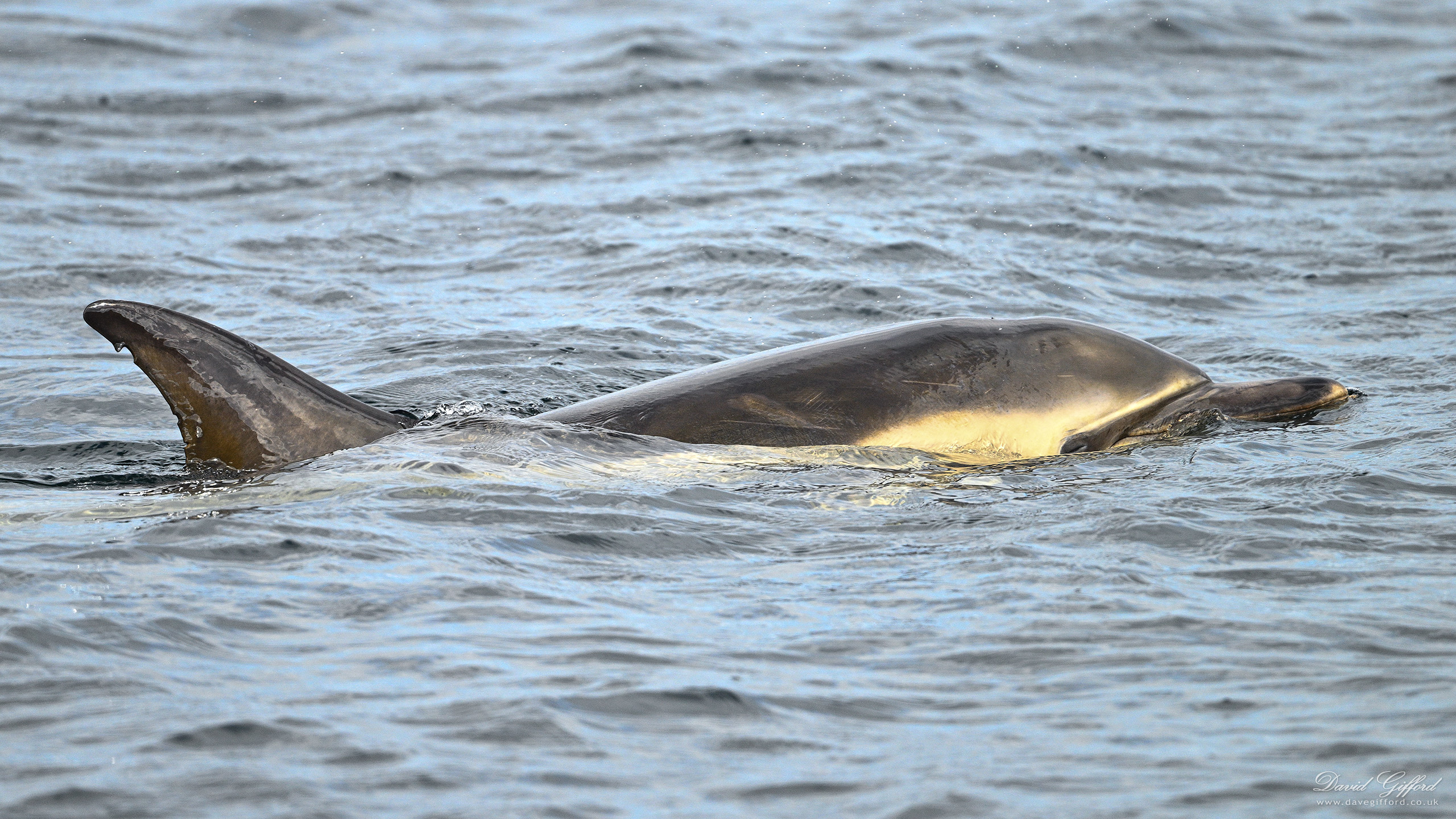 Photo: Brae Dolphin