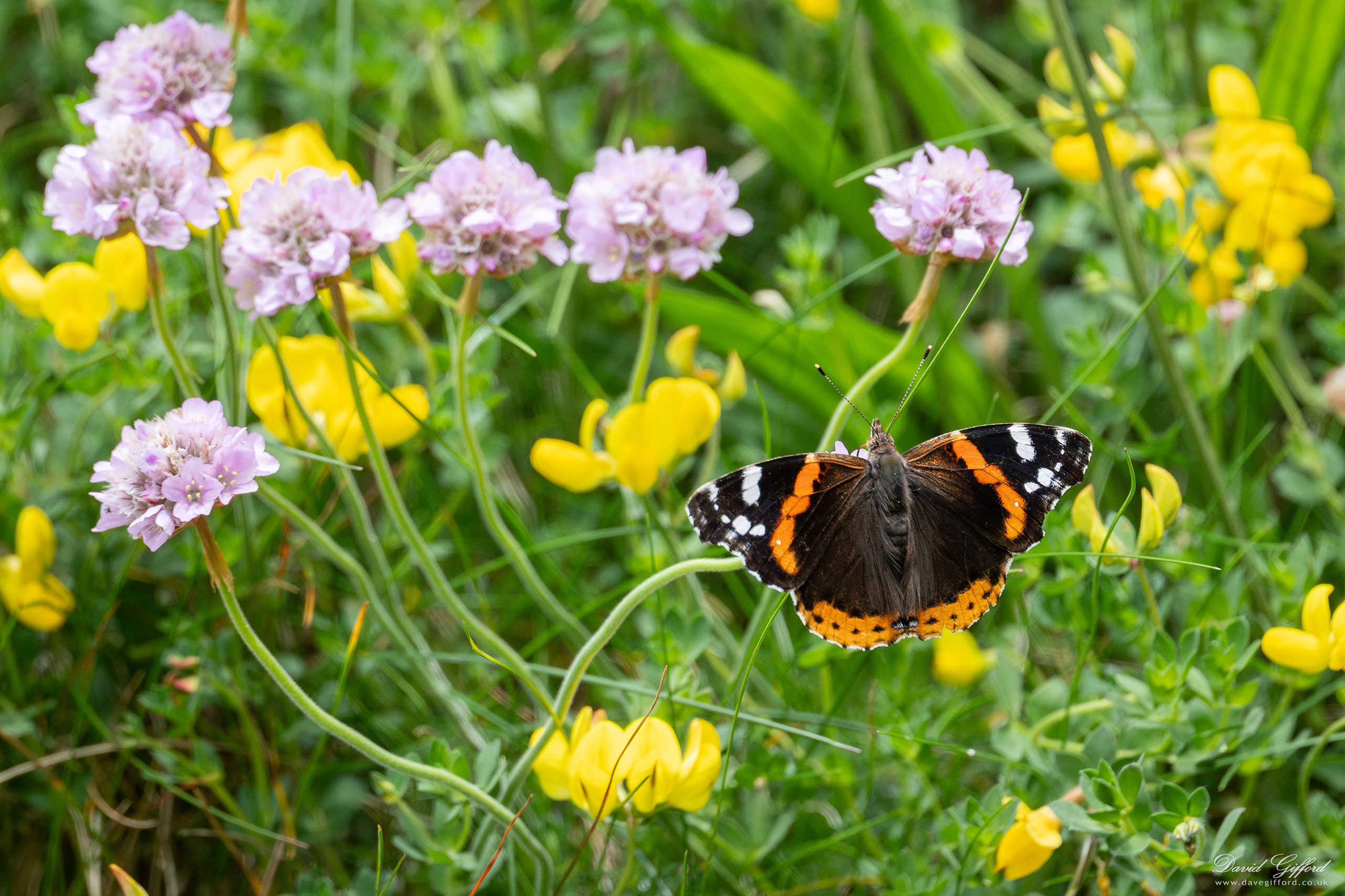 Photo: Butterfly with Sea Pinks