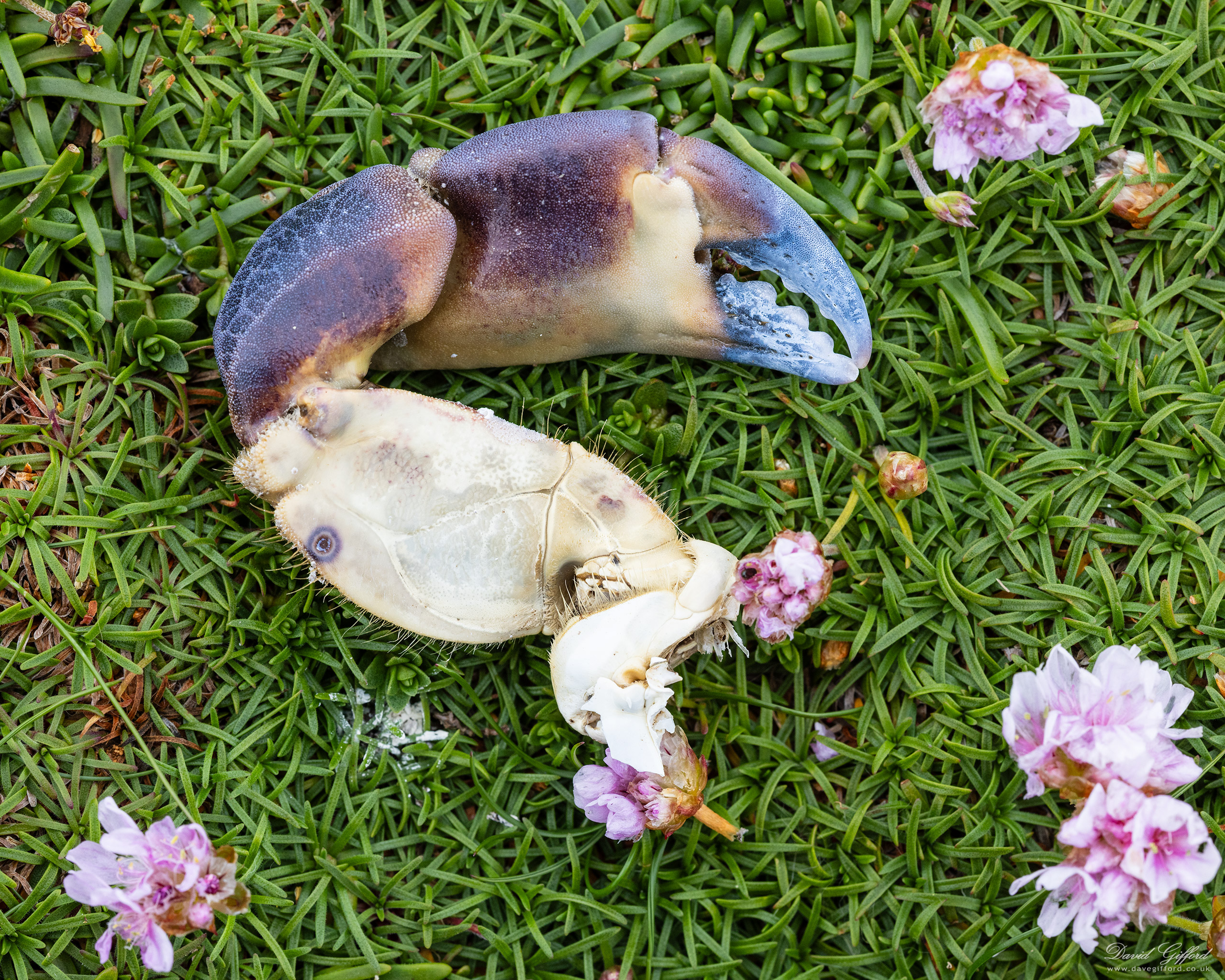 Photo: Crab Claw and Sea Pinks
