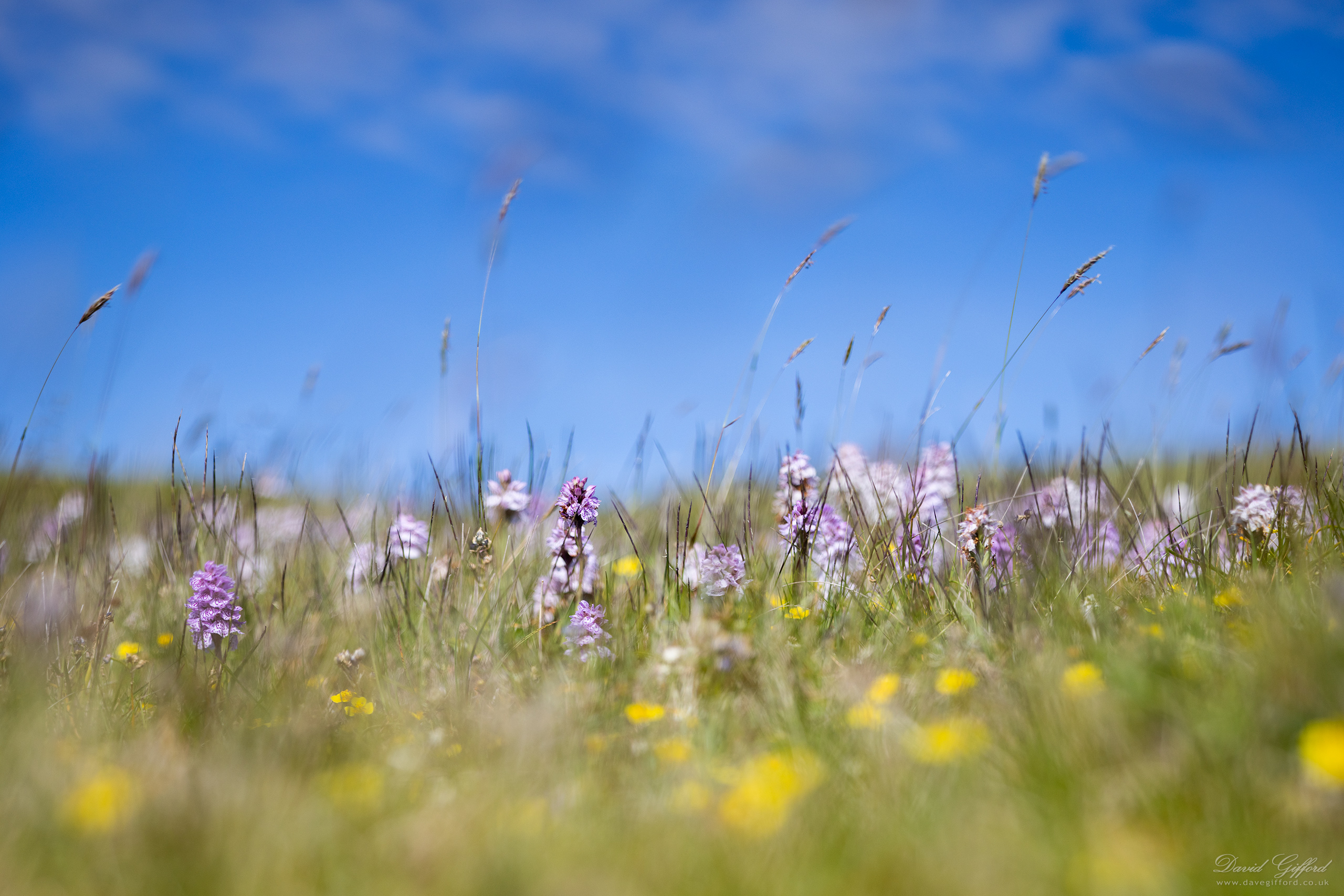 Photo: Field of Orchids