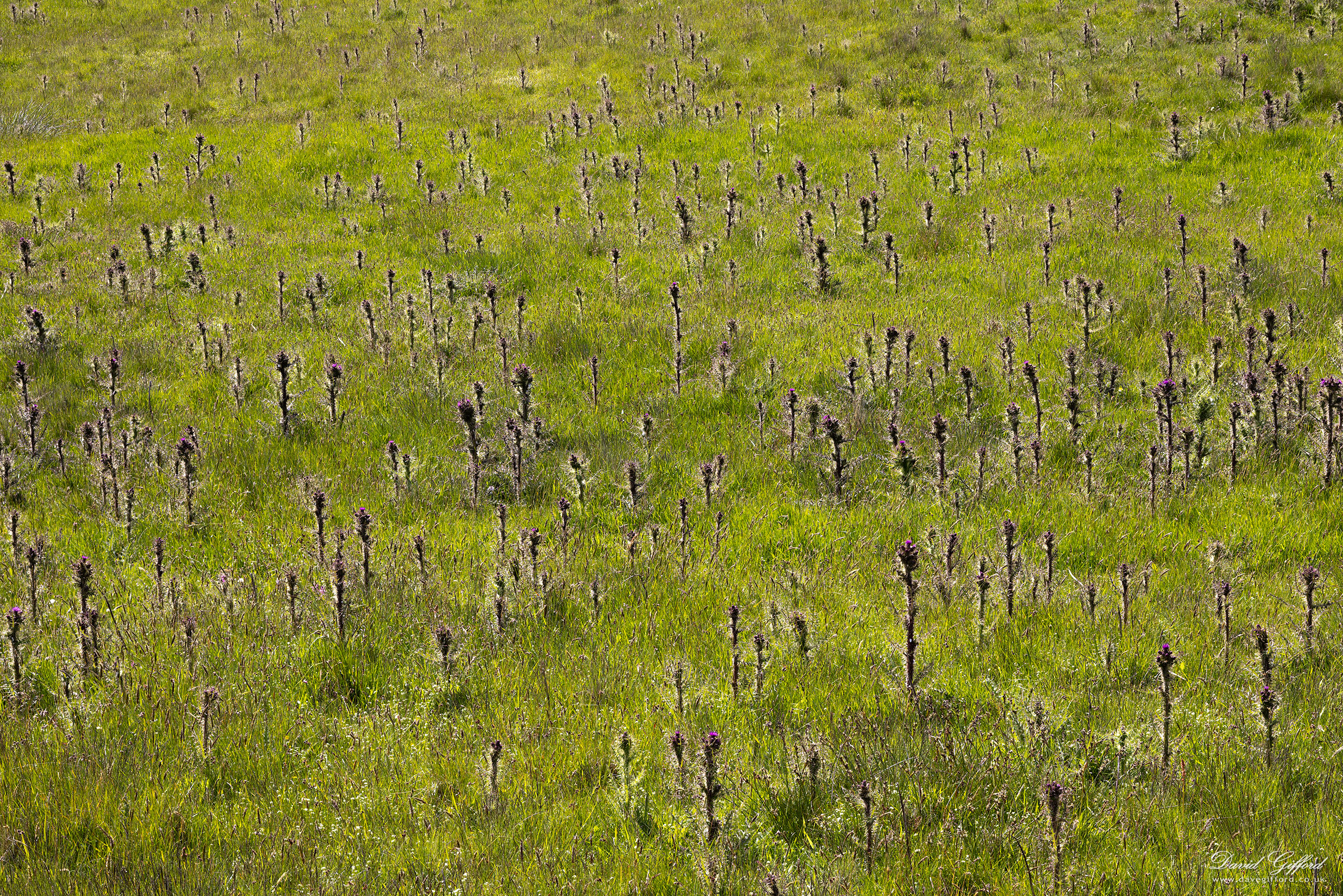 Photo: Field of Thistles