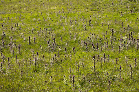 Field of Thistles