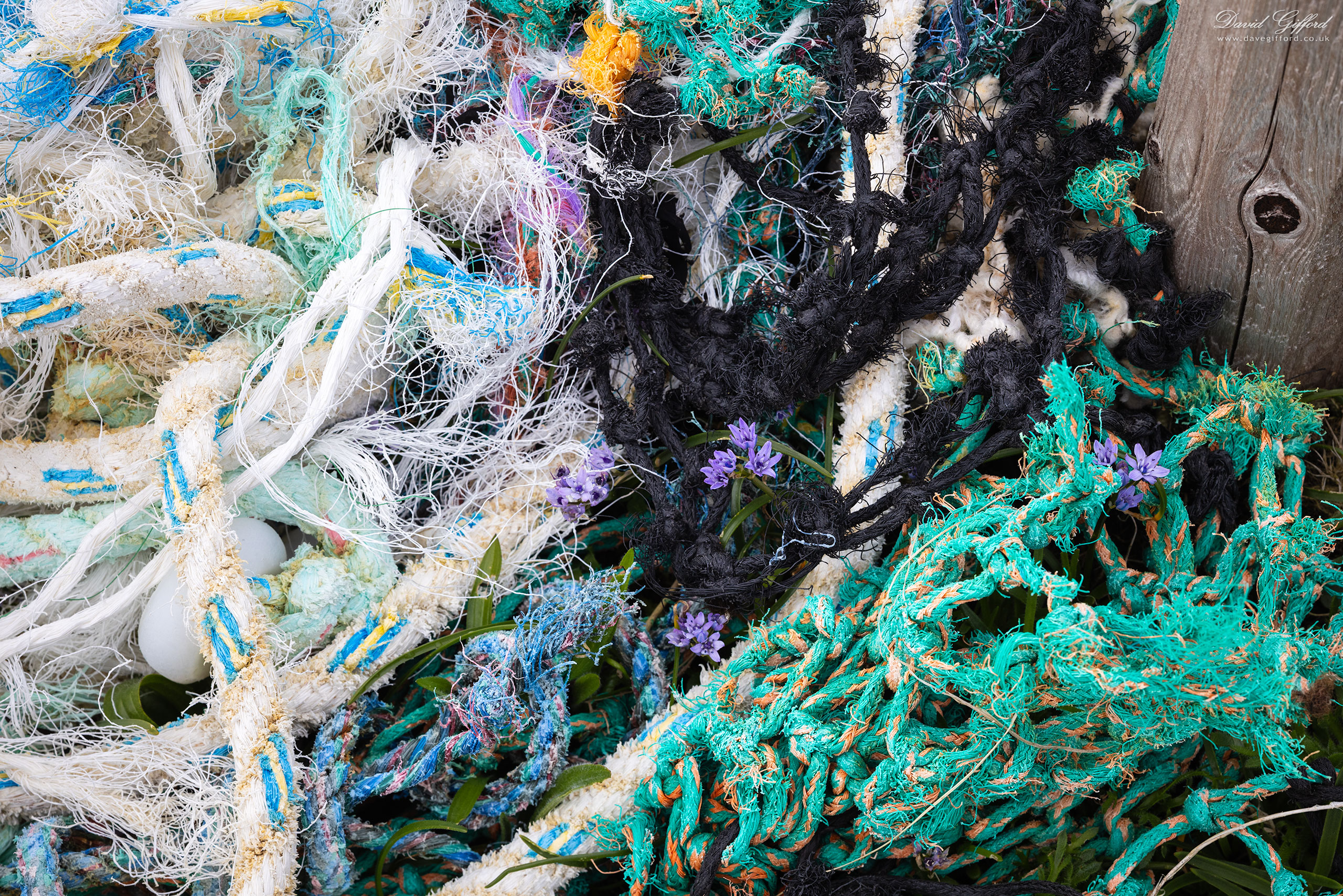 Photo: Flotsam and Flower