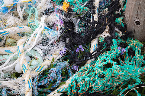 Flotsam and Flower