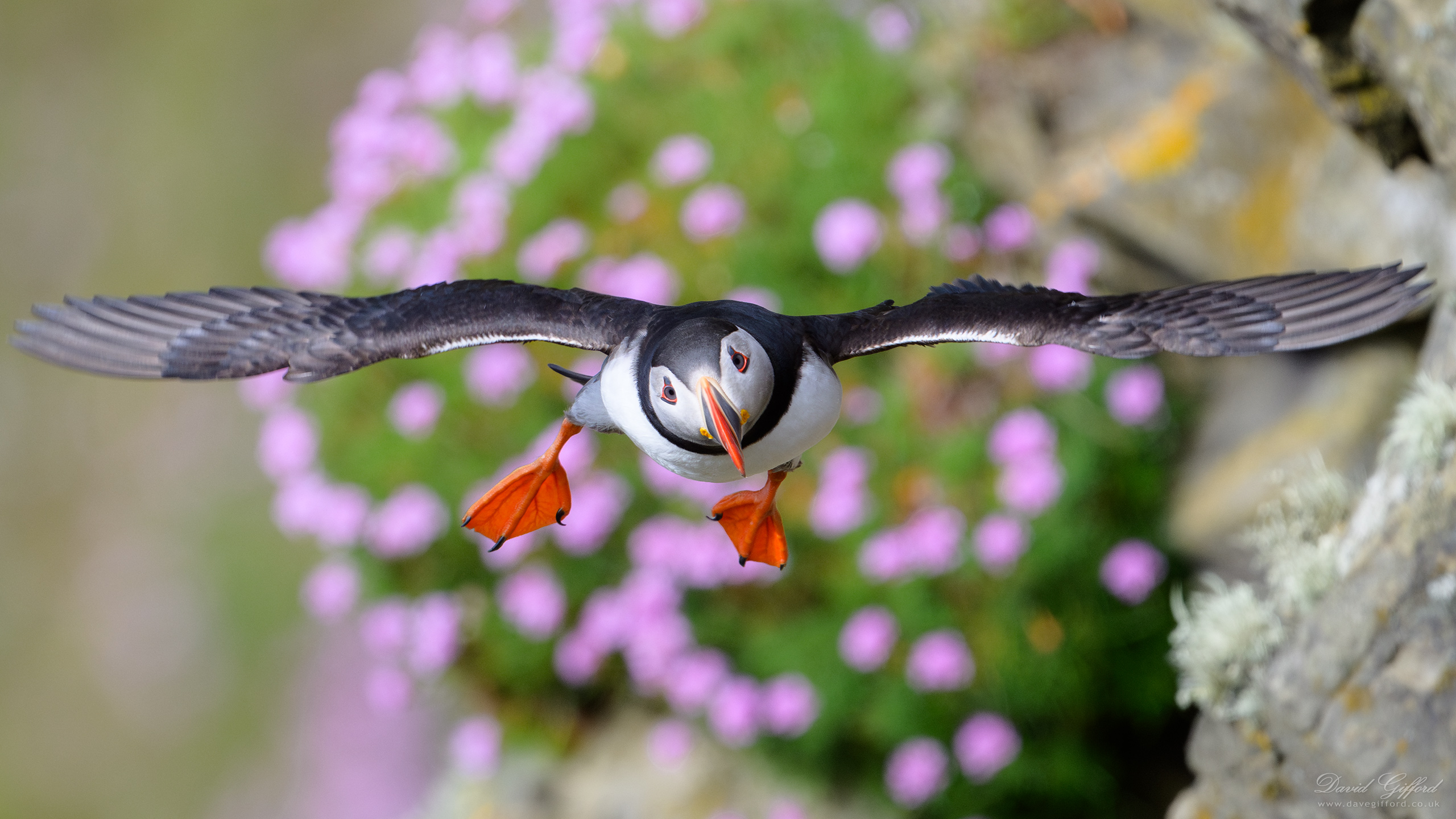 Photo: Flying Puffin
