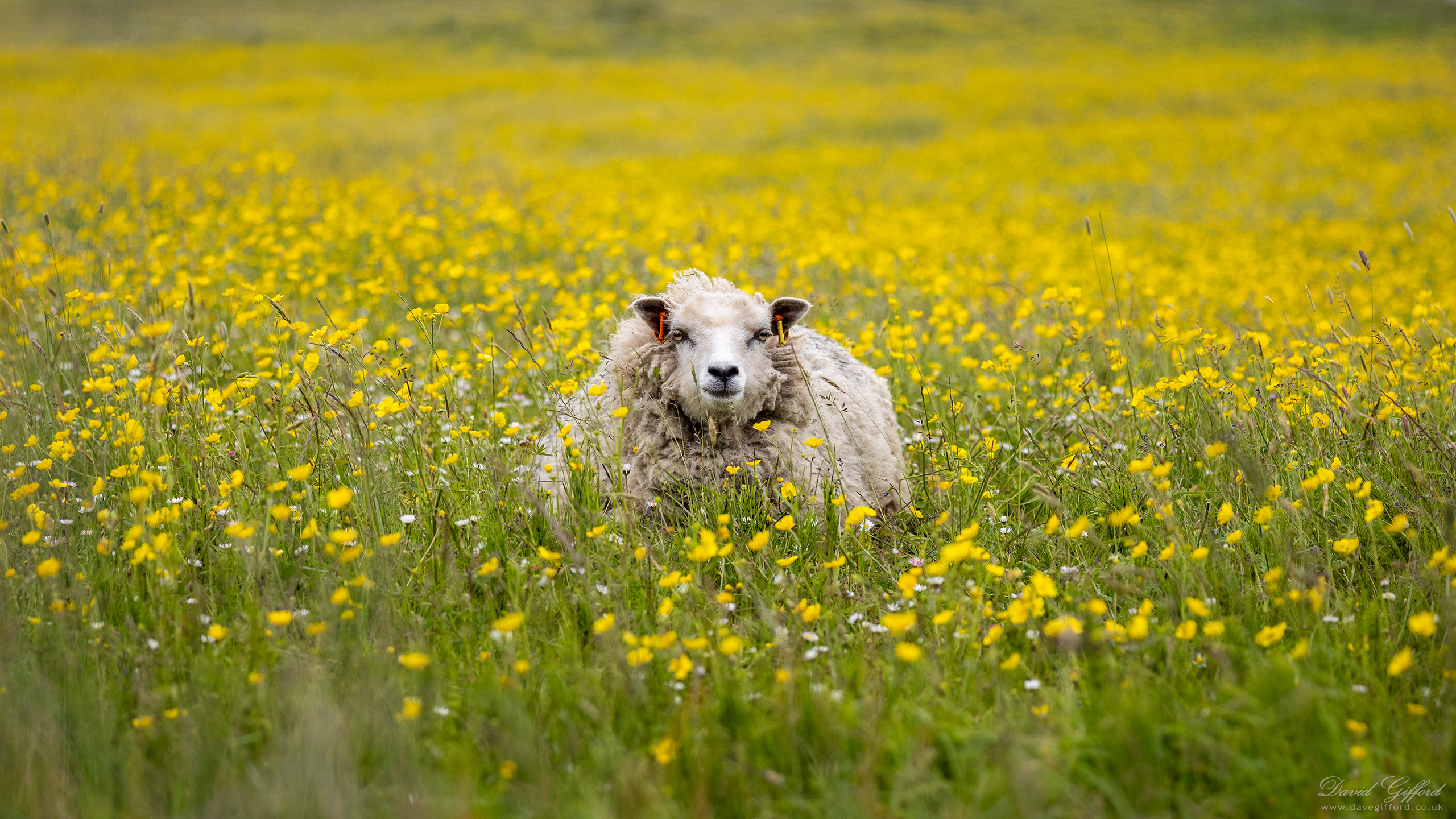 Photo: Gulberwick Sheep