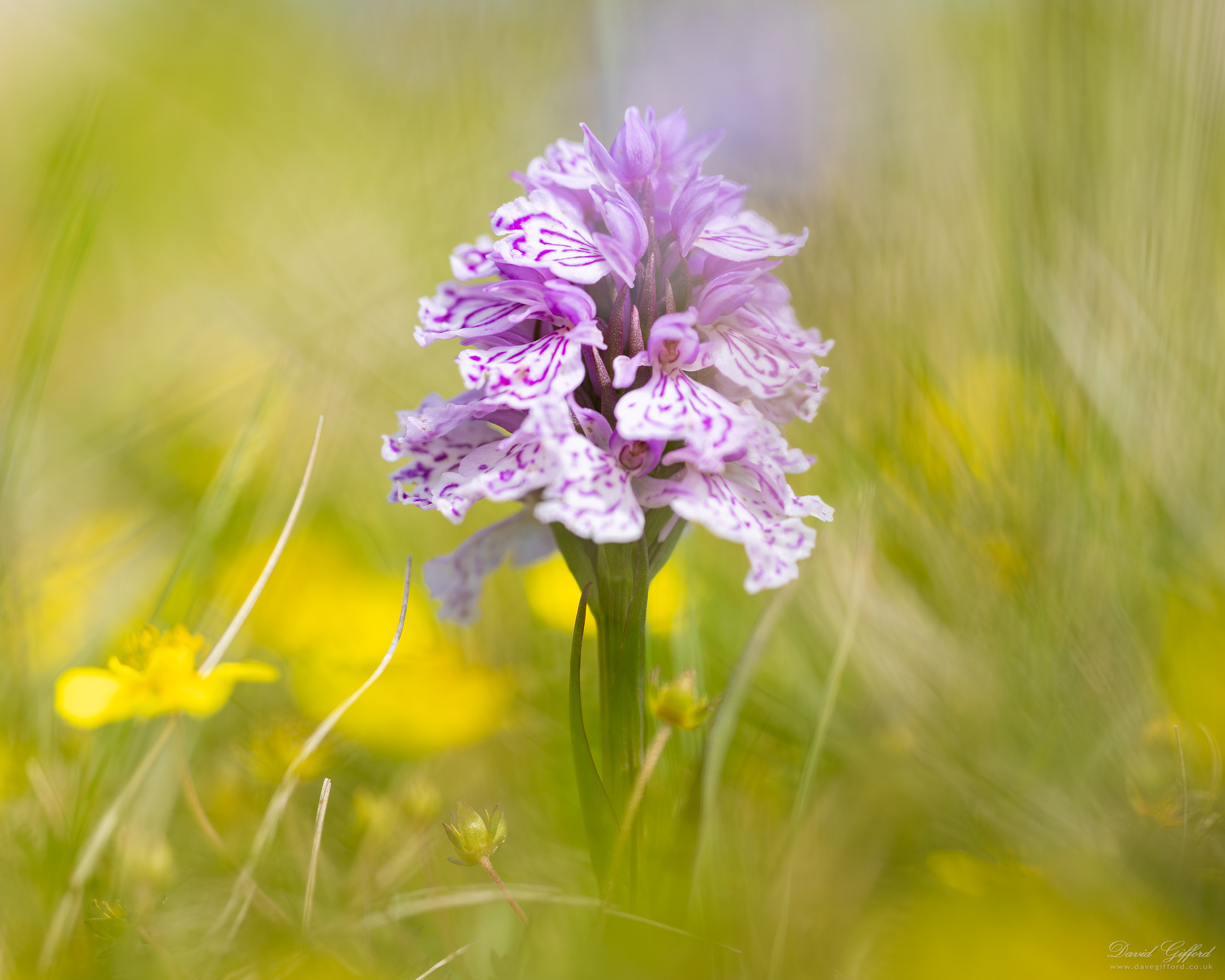 Photo: Heath-spotted Orchid