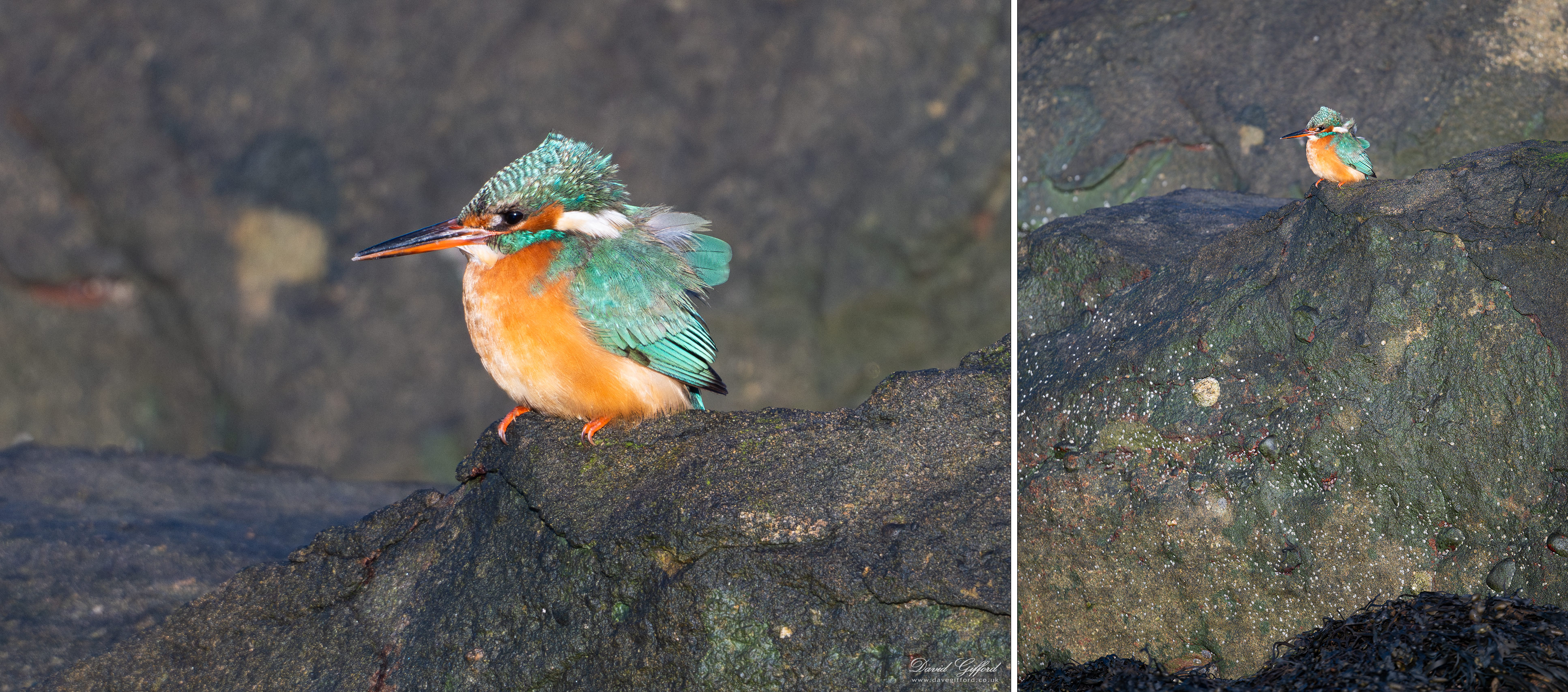 Photo: Kingfisher by the Shore
