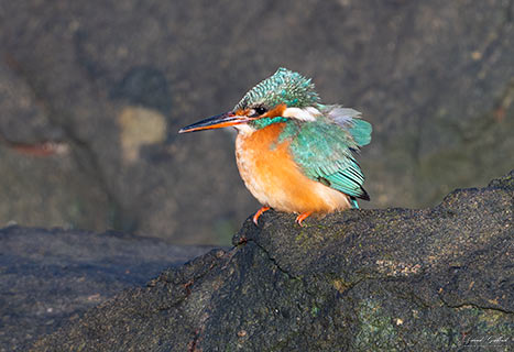 Kingfisher by the Shore