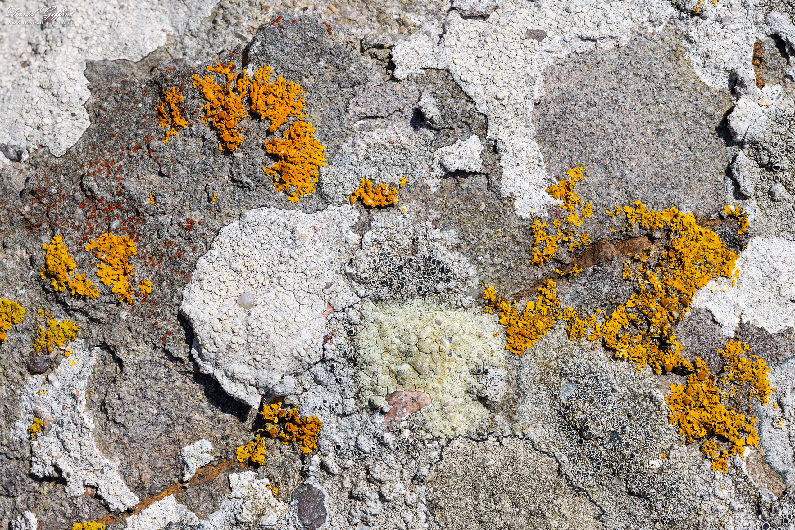 Photo: Lichen Mosaic