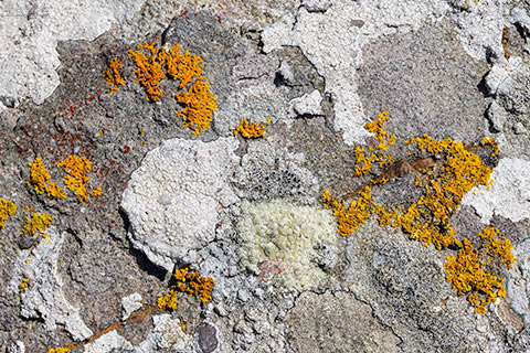 Lichen Mosaic