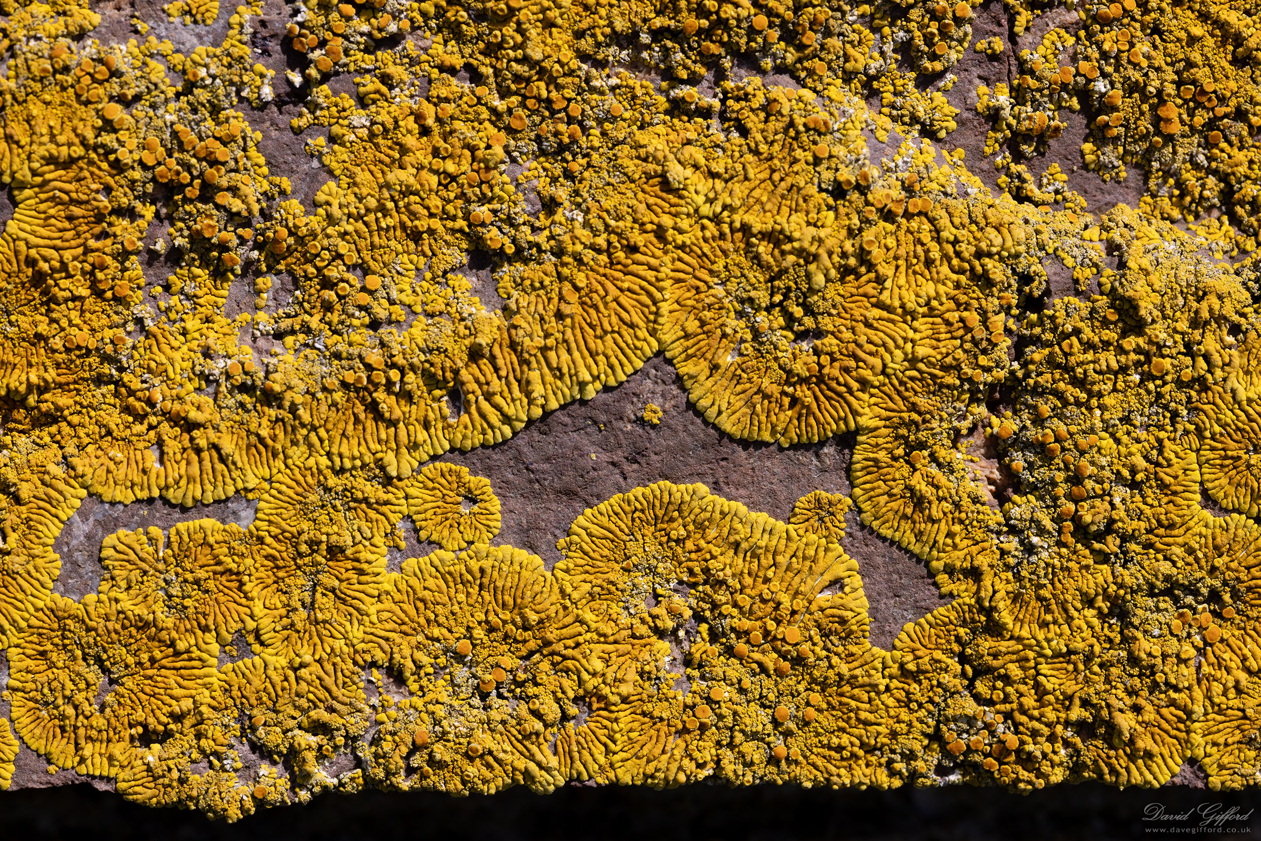 Photo: Lichen in the Sun