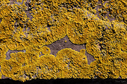 Lichen in the Sun