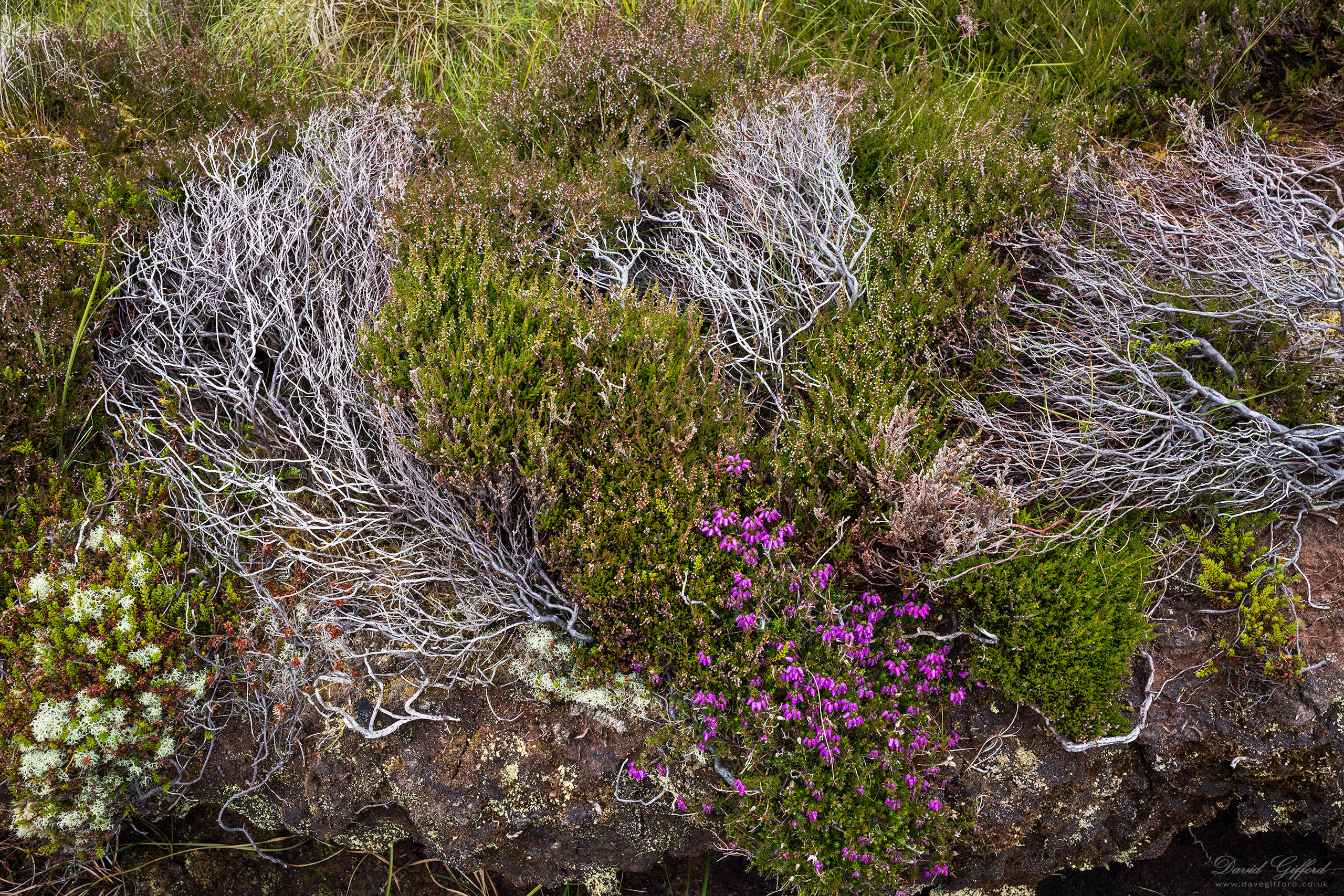 Photo: Moorland Tapestry