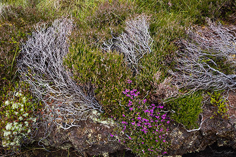 Moorland Tapestry