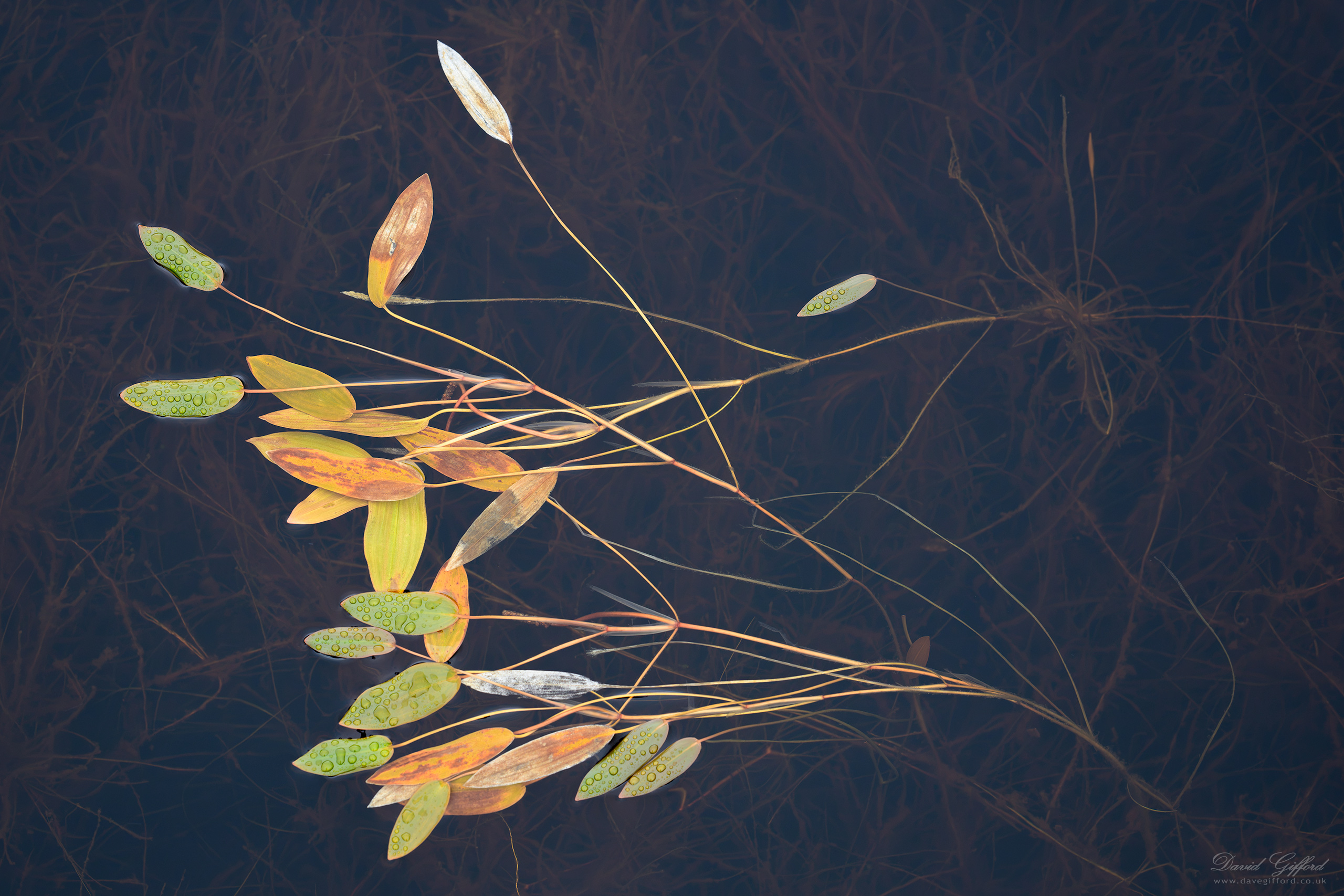 Photo: Pondweed Study
