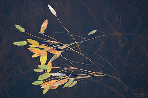 Pondweed Study