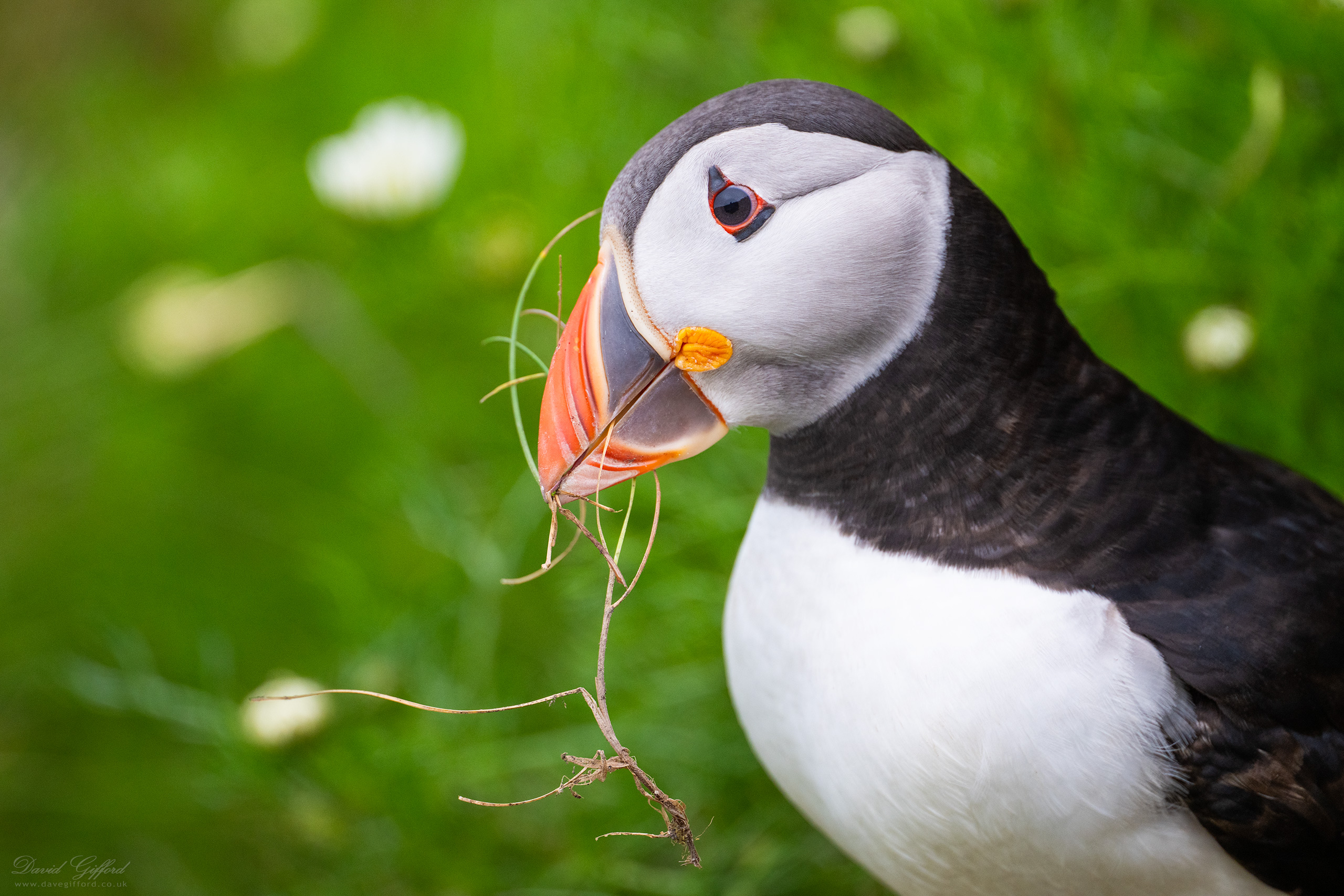 Photo: Puffin Portrait
