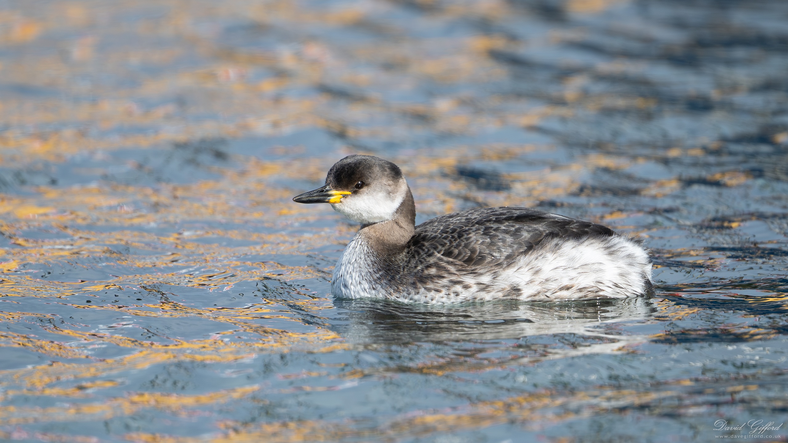 Photo: Red-necked Grebe