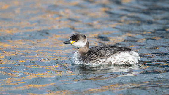 Red-necked Grebe