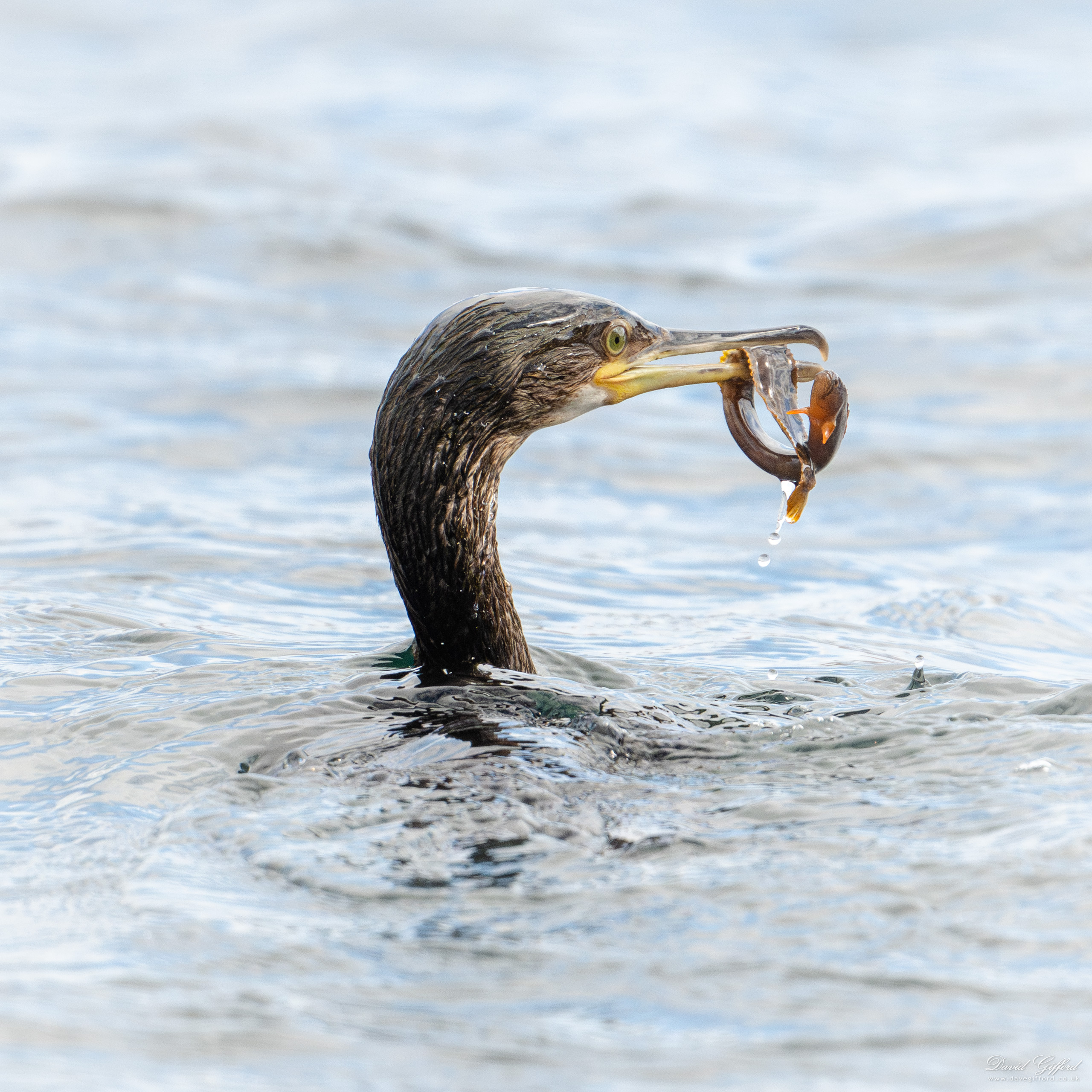 Photo: Scarf Fishing