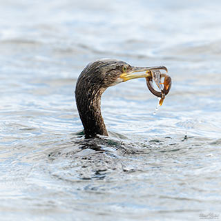 Scarf Fishing