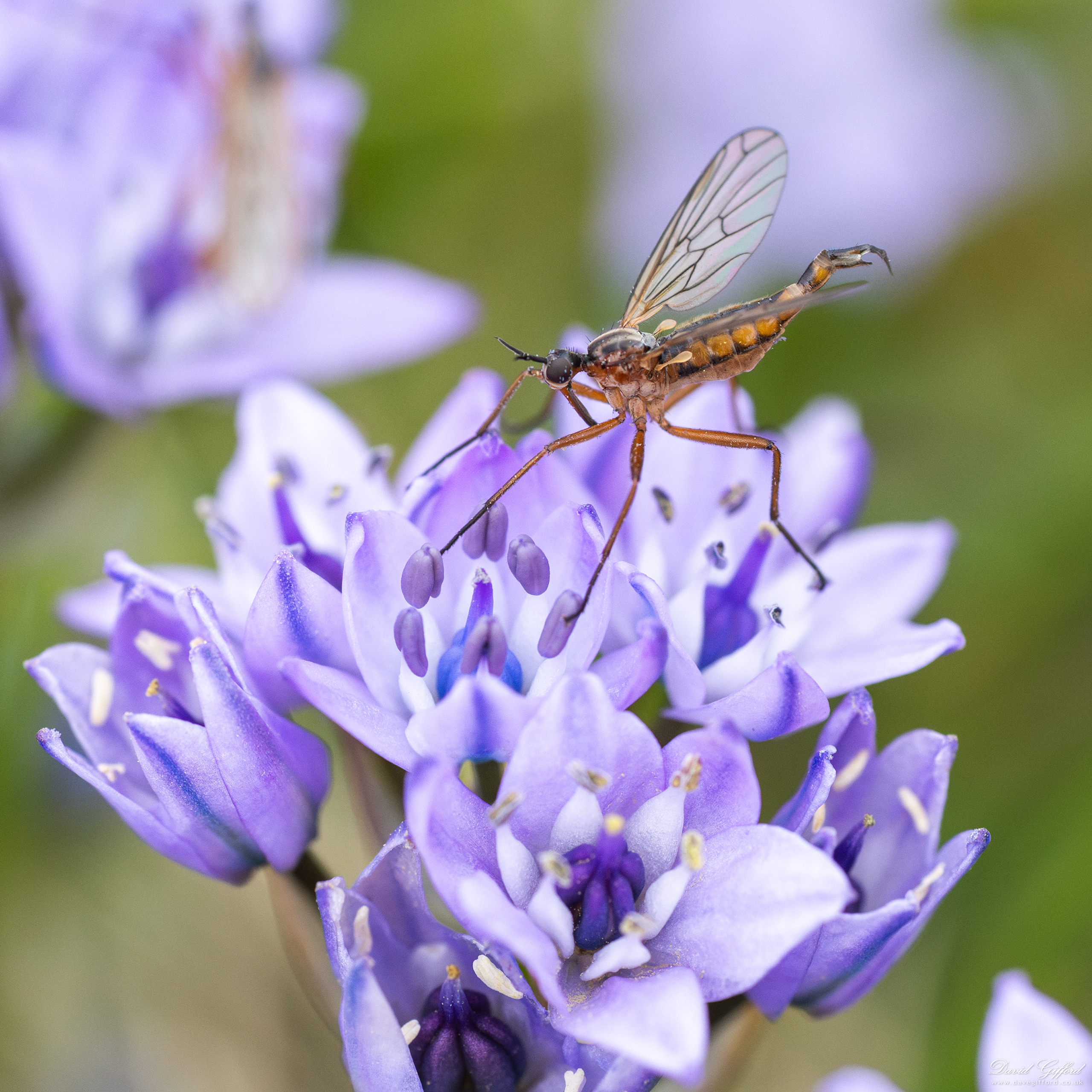 Photo: Spring Squill Fly