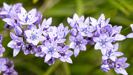 Spring Squill II